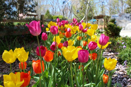 A vibrant garden filled with colorful tulips in shades of pink, orange, and yellow, surrounded by greenery.