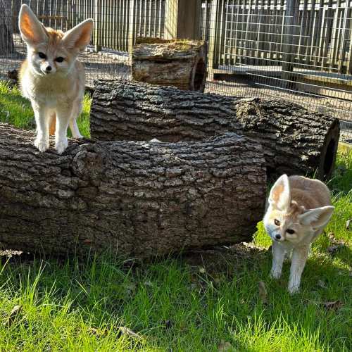 Two fennec foxes play on logs in a sunny outdoor enclosure, surrounded by grass and a fence.