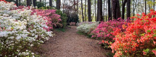 A serene path lined with vibrant azaleas in pink, white, and red, surrounded by tall trees in a peaceful garden setting.