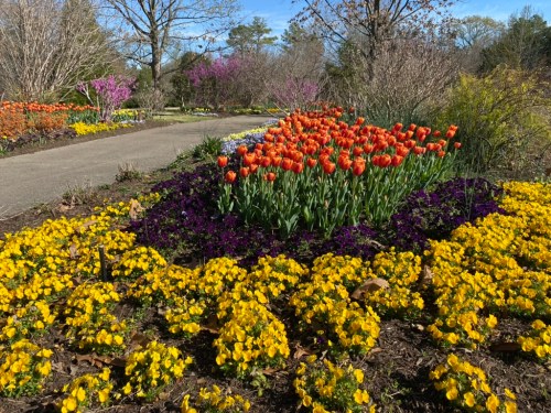 A vibrant garden path lined with orange tulips and yellow pansies, surrounded by blooming trees and colorful flowers.