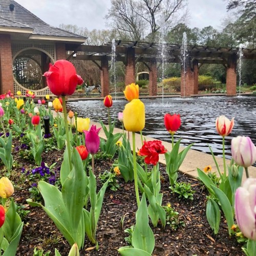 Colorful tulips in bloom beside a tranquil pond with fountains, surrounded by lush greenery and a cloudy sky.