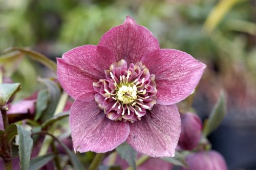 A close-up of a pink hellebore flower with a prominent center and greenish-yellow stamens, surrounded by green leaves.