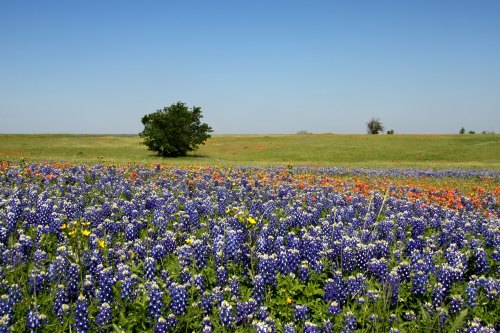 A vibrant field of bluebonnets and wildflowers under a clear blue sky, with a lone tree in the background.