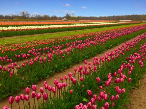 A vibrant field of blooming tulips in various colors, stretching across the landscape under a clear blue sky.