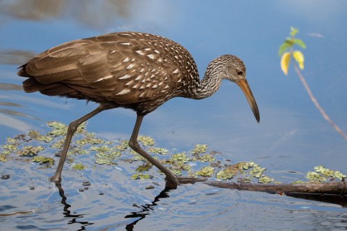 A brown bird with spotted feathers wades through shallow water, stepping carefully on a log surrounded by greenery.