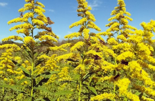 Bright yellow flowers bloom against a clear blue sky, with insects perched on the blossoms.