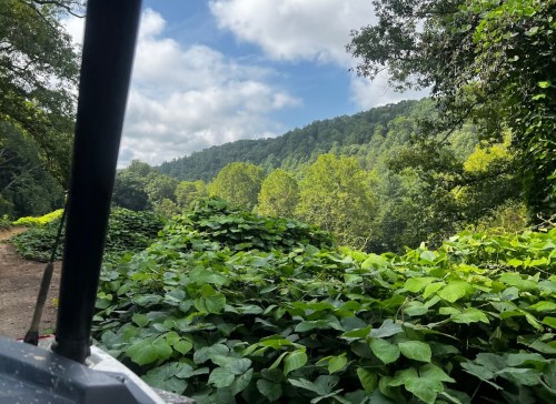 A view of lush green foliage and rolling hills under a partly cloudy sky, seen from a vehicle.