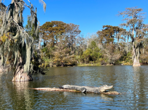 A crocodile sunbathing on a log in a serene swamp, surrounded by cypress trees and clear blue skies.