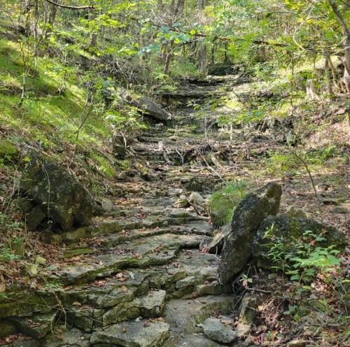 A rocky, overgrown trail winding through a lush green forest with scattered boulders and sunlight filtering through the trees.