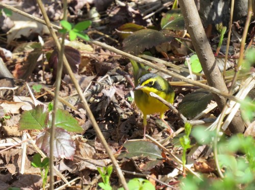 A small bird with yellow and black markings forages among leaves and twigs on the forest floor.