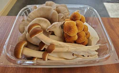 A variety of fresh mushrooms in a clear plastic container, including oyster and golden enoki mushrooms.