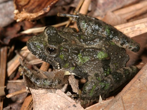 A close-up of a green and brown frog resting on dry leaves and twigs in a natural setting.