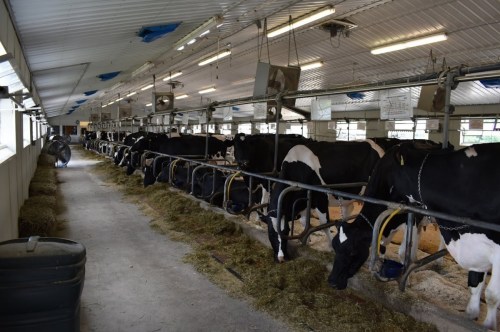 A row of cows in a barn, eating from troughs, with a clean, well-lit interior and straw on the floor.