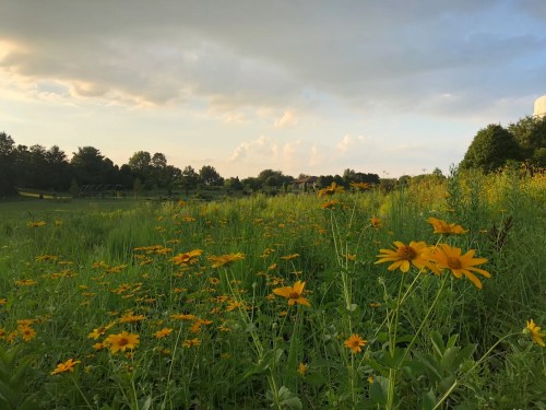 A field of vibrant yellow flowers under a cloudy sky, with trees and greenery in the background.