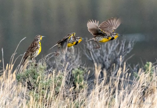 A sequence of four western meadowlarks in flight, showcasing their vibrant yellow and brown plumage against a grassy background.