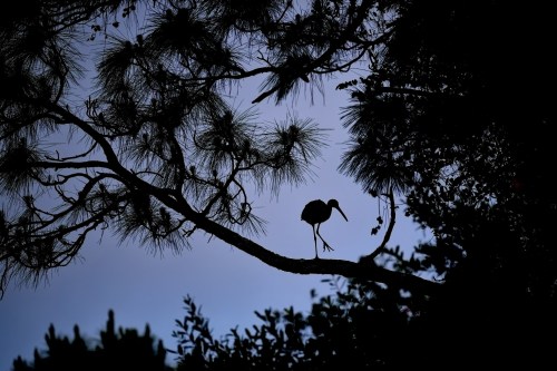 A silhouette of a bird perched on a branch against a twilight sky, surrounded by pine needles and foliage.
