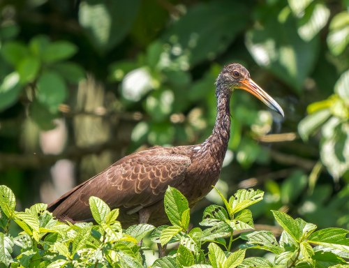 A brown bird with a long beak stands among green foliage, surrounded by lush leaves in a natural setting.