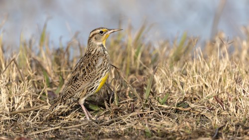 A close-up of a meadowlark standing on dry grass, with a blurred background of blue sky and soft colors.