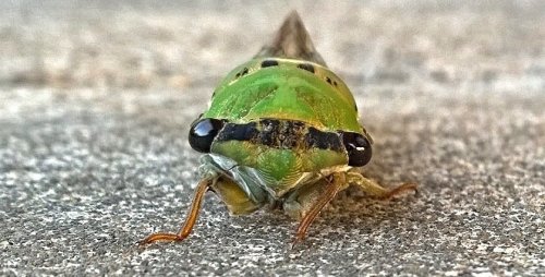 Close-up of a green insect with large black eyes and distinctive markings, resting on a textured surface.