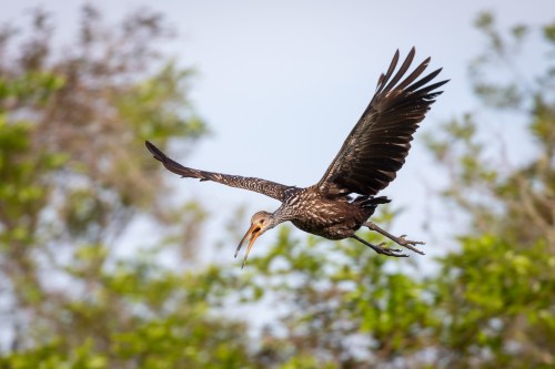 A bird in flight with outstretched wings, soaring above green foliage against a soft blue sky.
