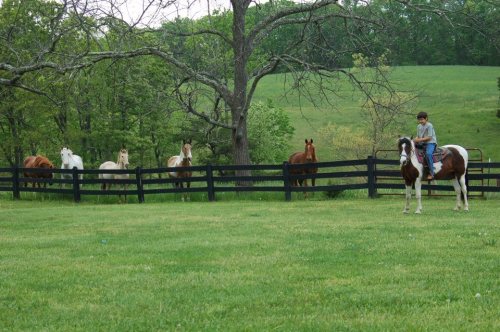 A boy rides a horse in a grassy field, with several horses standing behind a black fence in the background.