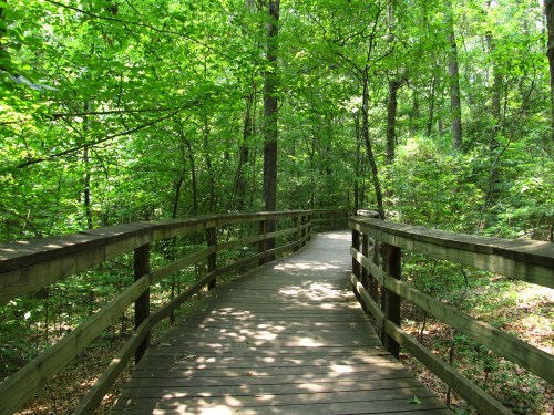 A wooden boardwalk winding through a lush green forest, surrounded by trees and foliage.