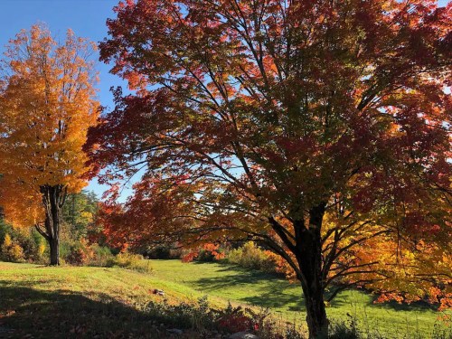 Two vibrant trees with autumn leaves in shades of orange and red, set against a clear blue sky and green grass.