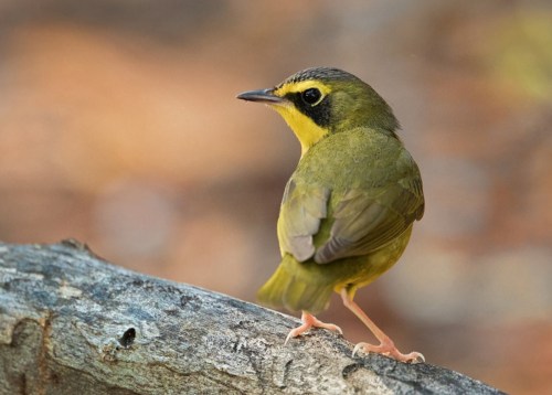 A small green bird with a yellow face perched on a branch, set against a blurred natural background.