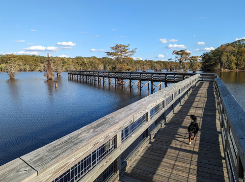 A wooden boardwalk extends over calm water, with trees in the background and a dog walking along the path.