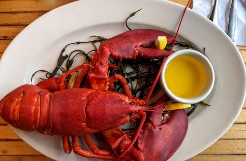 A cooked lobster on a white plate with seaweed and a small bowl of olive oil.