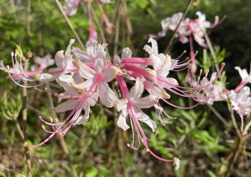 Delicate pink flowers with long stamens, surrounded by green foliage in a natural setting.