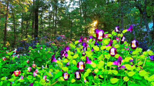 Vibrant purple and yellow orchids bloom amidst lush greenery in a sunlit forest setting.