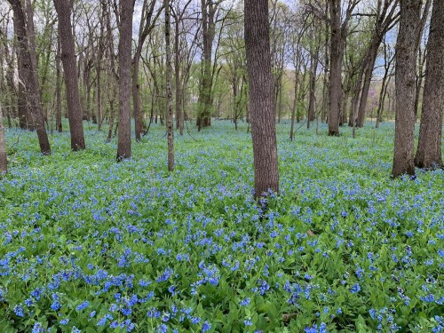 A serene forest scene with a vibrant carpet of blue flowers covering the ground among tall trees.
