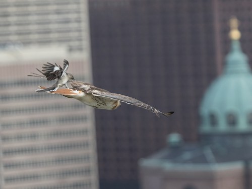A hawk in flight with a city skyline and dome building in the background.