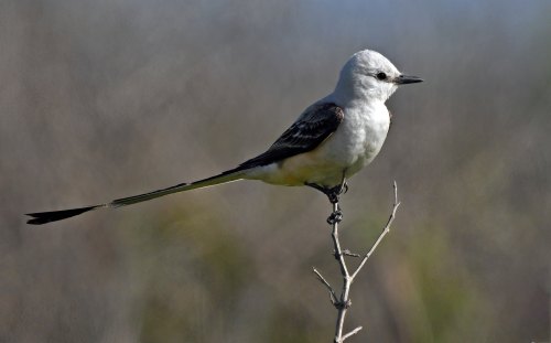 A small bird with a long tail perched on a twig, set against a blurred natural background.