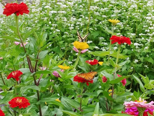 A vibrant garden filled with colorful flowers and butterflies among lush green foliage.