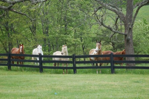 A group of horses of various colors stands by a black fence in a green pasture with trees in the background.