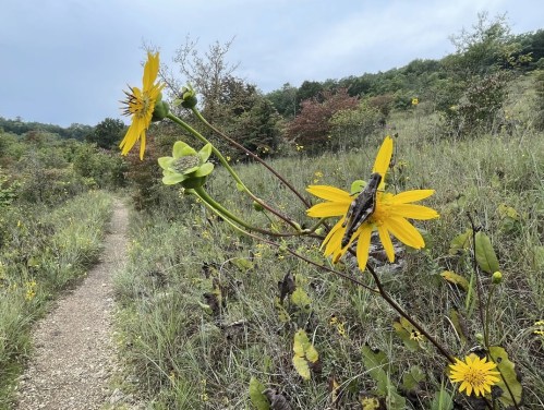 A close-up of yellow flowers on a green stem in a grassy field, with a dirt path and trees in the background.