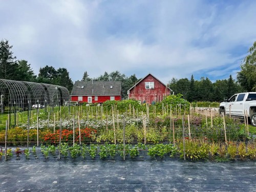 A vibrant garden with rows of plants in front of a red barn and a white truck under a cloudy sky.