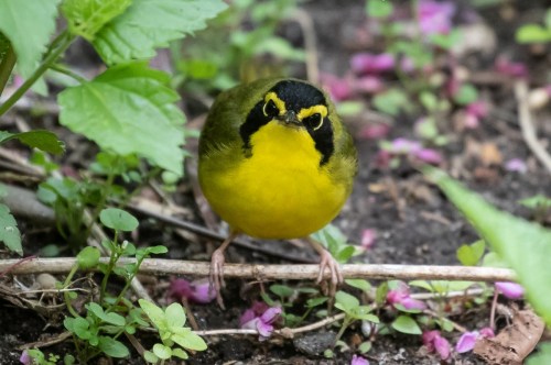 A close-up of a small bird with a yellow belly and black markings, perched on a branch among green leaves and pink flowers.