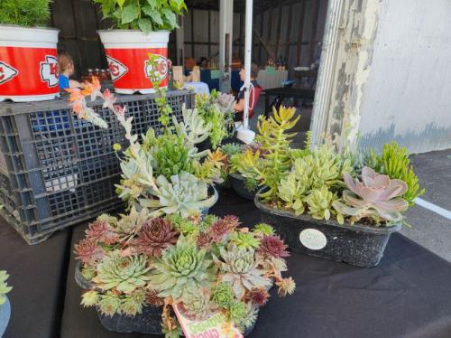 A display of various succulent plants in black containers, set on a table with a rustic background.