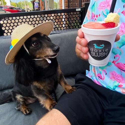 A dog wearing a straw hat sits next to a person holding a colorful slush drink.