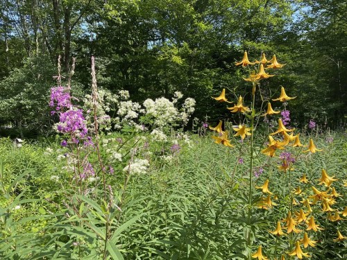 A vibrant garden scene featuring yellow lilies and clusters of purple and white wildflowers amidst lush green foliage.