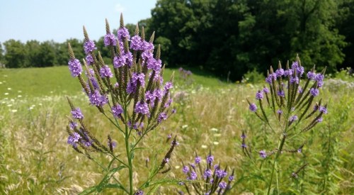 A close-up of purple wildflowers in a grassy field, with trees in the background under a clear blue sky.