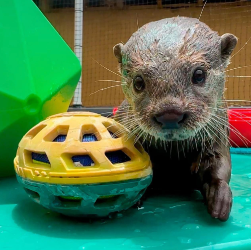 A playful otter sits beside a yellow ball in a colorful water play area.