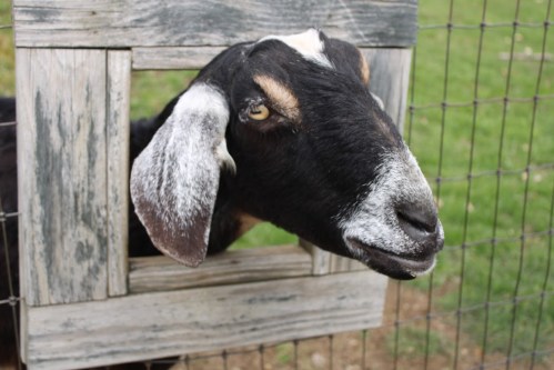 A close-up of a black goat with white markings, peering through a wooden frame in a fenced area.