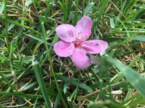 A single pink flower with five petals resting on green grass.