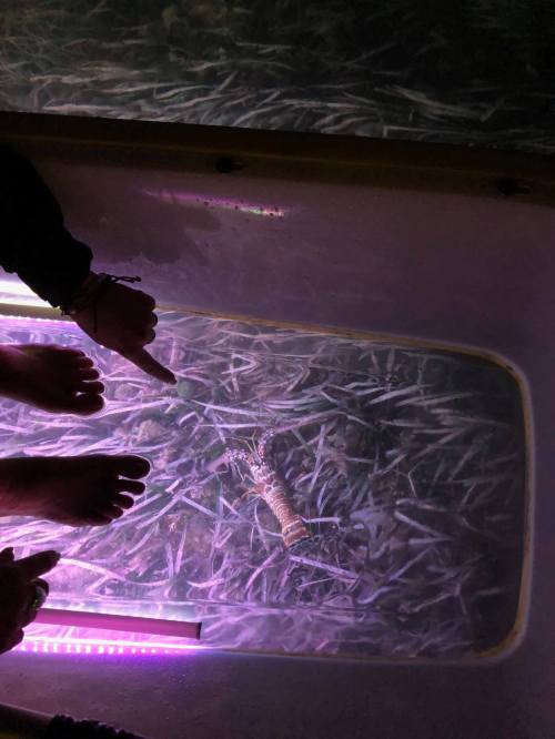 A person's feet and hand point at a lobster underwater, viewed through a glass surface with purple lighting.