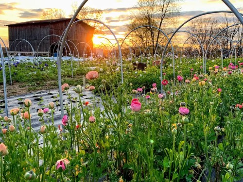 A vibrant flower field at sunset, with colorful blooms and a rustic barn in the background.
