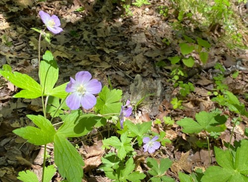 A cluster of delicate purple flowers surrounded by green leaves on a forest floor covered in fallen leaves.